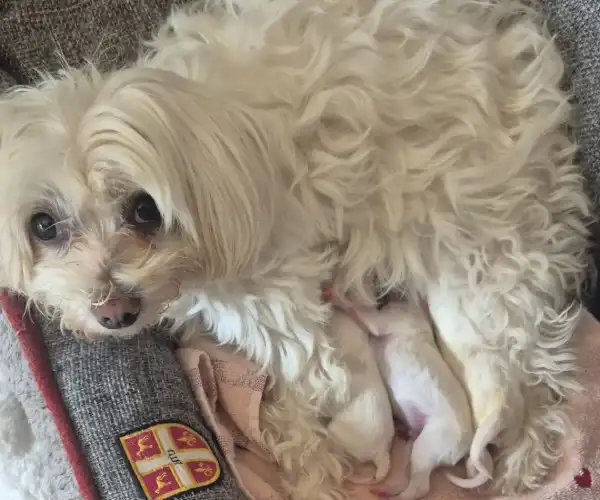 Hund nach Notfallbehandlung